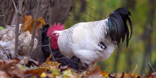 农场里的七彩公鸡的肖像。秋天的叶子在背景。红色原鸟，白天的自然光