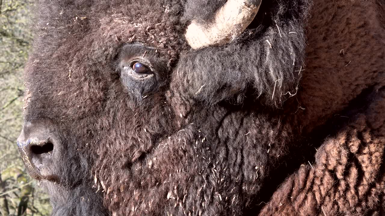 大野牛的头近，冬被毛，野牛