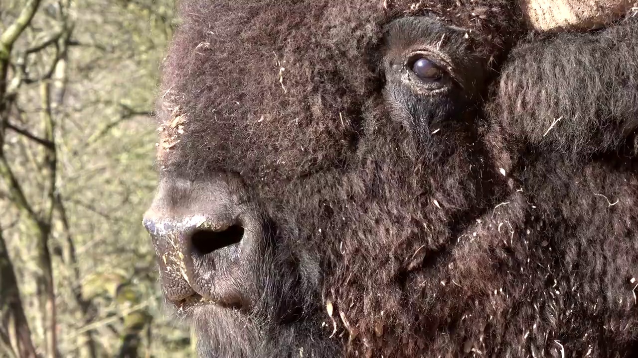 大野牛的头近，冬被毛，野牛