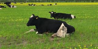 牛在油菜籽地里吃草。春日里草地上的牛群。