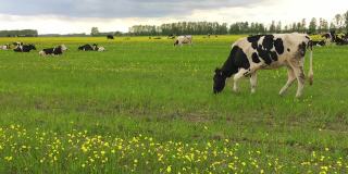 牛在油菜籽地里吃草。春日里草地上的牛群。