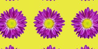 黄色背景上的紫罗兰菊图案。简单的运动图形花卉概念无缝循环动画