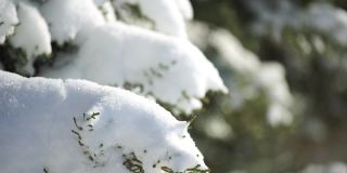 雪和冰下的杜松树枝和球果，在阴天下雪天。雪后霜冻的冬天。大自然永无止境的美丽。雪下的杜松子