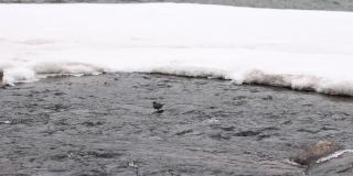 小水鸟在冰天雪地里嬉戏