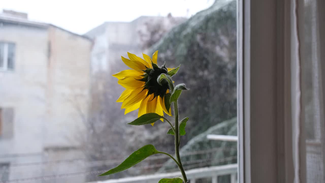 黄色的向日葵和雪花。向日葵在初雪时向窗外“张望”。冬天的方法的概念