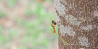 红蚂蚁正在搬运食物
