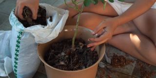 一位亚洲妇女在家中亲手换了一个新的塑料花盆，换上了新的盆栽土