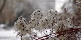 雪花落在白花上