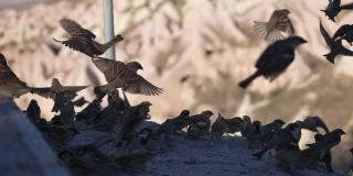 一群鸽子和麻雀在卡帕多西亚被喂食