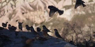 一群鸽子和麻雀在卡帕多西亚被喂食