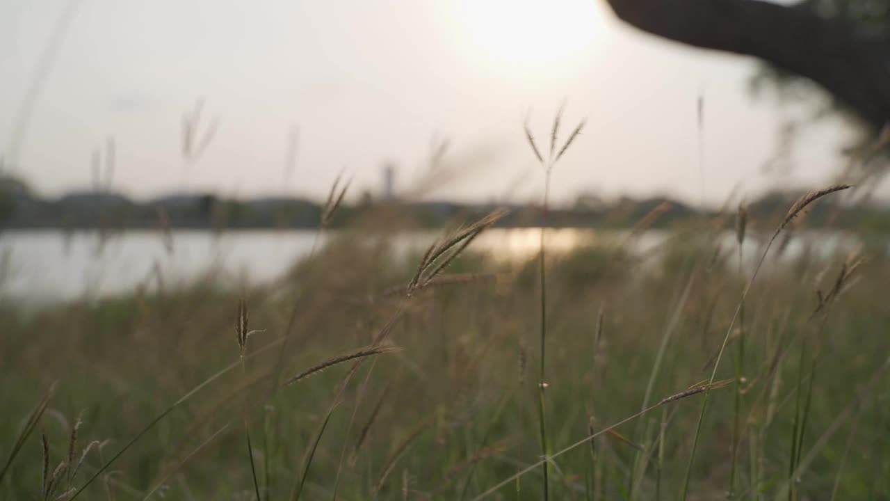 草风的概念。傍晚日落时分，风吹着湖边公园的草地。在水边草地的黄金时光。