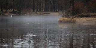 浑浊的河水，雾蒙蒙的秋景