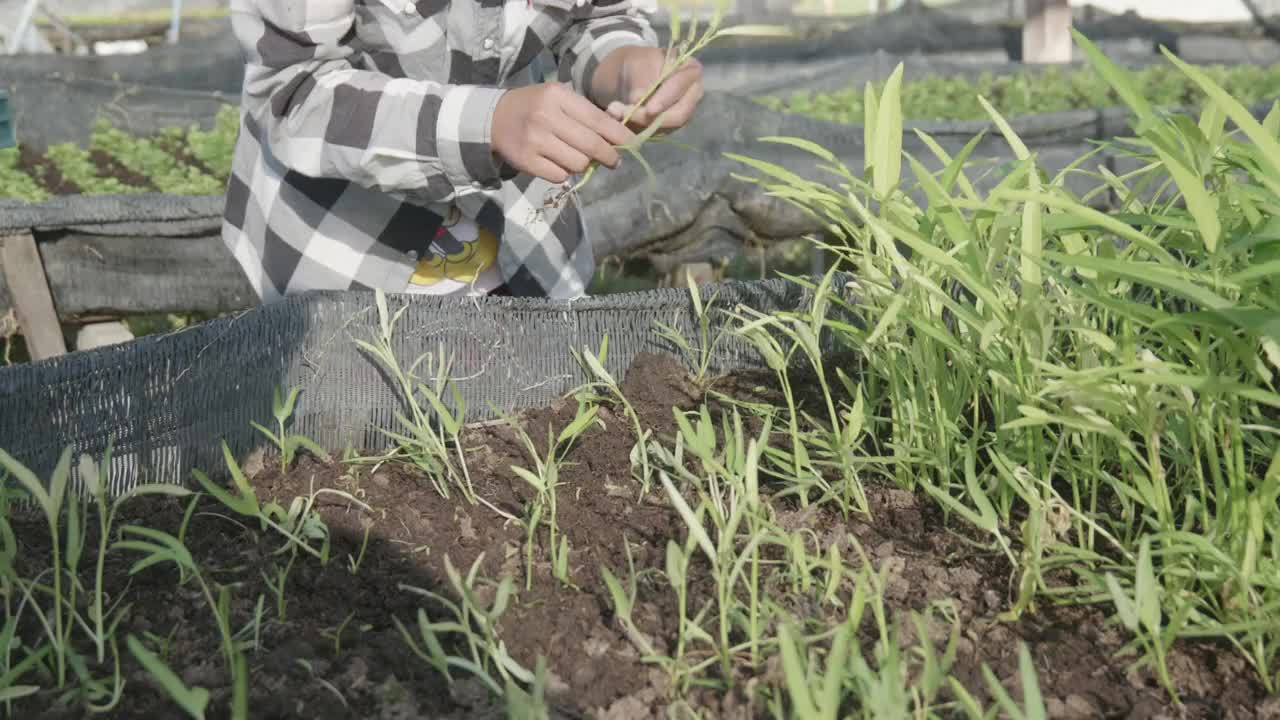 农夫正在田里摘菜，作为给顾客买菜的日期。