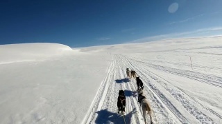 哈士奇拉着雪橇越过雪景。缓慢的运动。视频素材模板下载