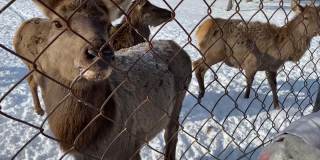 女孩在冬天的森林里喂驼鹿。视频。与自然统一。动物保护。
