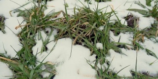 冬小麦或大麦植株在阴天降雪后覆盖一层