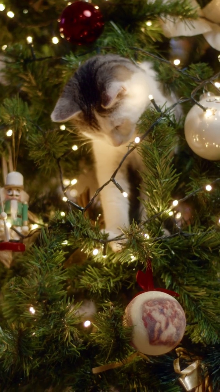 小猫在玩装饰好的圣诞树时摔倒了