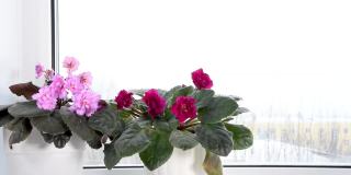 室内开花的堇菜，冬天窗台上有粉红色和红色的叶子，外面下雪。风叶移动。