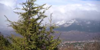 松树在风中移动，雪山和暴风雨的背景。