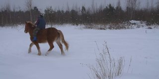 冬天，在田野上训练一匹高大的红马