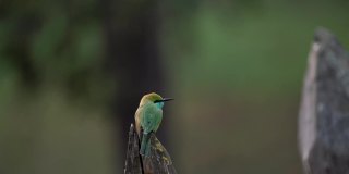 一只食蜂鸟在慢镜头中飞行并降落在树枝上