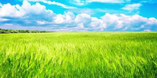 绿色的田野和多云的天空时间流逝