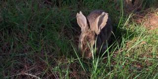 小灰兔在草地上吃绿草