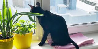 黑猫坐在窗台上