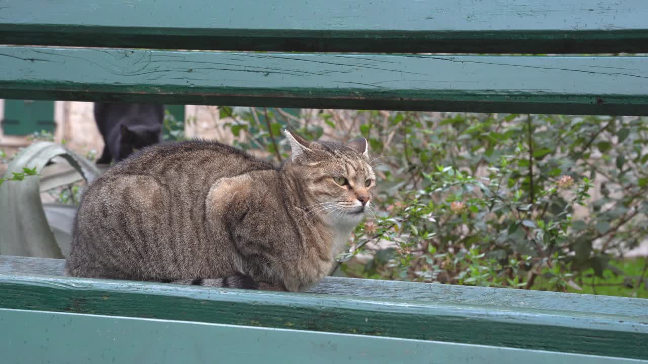 大毛绒绒的黑猫来了，吓到坐在阳光明媚的春天公园的绿色古董长凳上的朋友