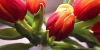 美丽的火红橙色郁金香花与鲜艳的绿色叶子视差摄影近距离拍摄