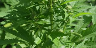 近距离:详细的拍摄一个萌芽大麻植物生长在一个种植园。