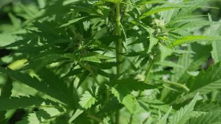 近距离:详细的拍摄一个萌芽大麻植物生长在一个种植园。视频素材模板下载