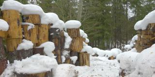 爱沙尼亚，厚厚的积雪覆盖着砍伐过的原木