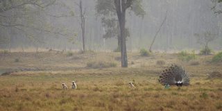 哈努曼叶猴和孔雀在印度中央森林跳舞