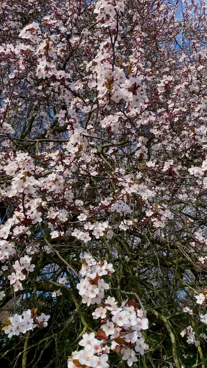 樱花盛开的春天，垂直连续。