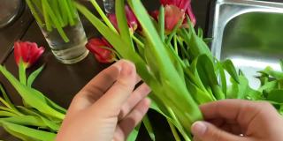 一个女孩在厨房里准备和整理郁金香的特写。视频。花的护理，去除多余的叶子和花瓣。家工厂