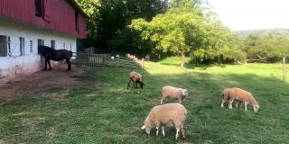 阳光普照，绿草如茵，牧羊在田园诗般的谷仓里吃草