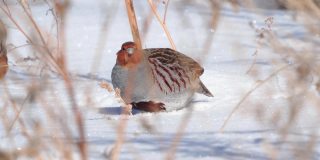 鸟-灰鹧鸪(Perdix Perdix)在雪中走在干燥的草地上，吃去年的种子。