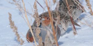 一群鸟-灰鹧鸪(Perdix Perdix)走在雪中在干燥的草地上，吃去年的种子。