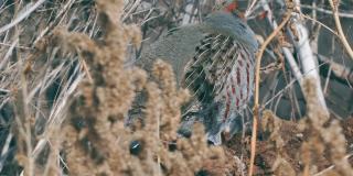 鸟-灰鹧鸪，栖息在一块解冻的干草地上。