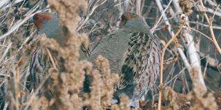 一群鸟-灰鹧鸪(Perdix Perdix)休息在一块解冻的干草地上。