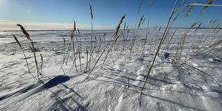 垂直视频的干燥的草耳朵风在一个白雪覆盖的田野在晴朗的阳光霜冻的天气，长影子从茎上的雪，一个荒凉的地方，无限的空间，清澈的蓝天