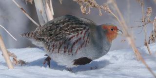 一群鸟-灰鹧鸪(Perdix Perdix)走在雪中在干燥的草地上，吃去年的种子。