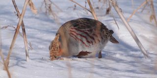 鸟-灰鹧鸪(Perdix Perdix)在雪中走在干燥的草地上，吃去年的种子。
