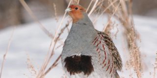 鸟-灰鹧鸪(Perdix Perdix)在干燥的草地上走在雪地上。