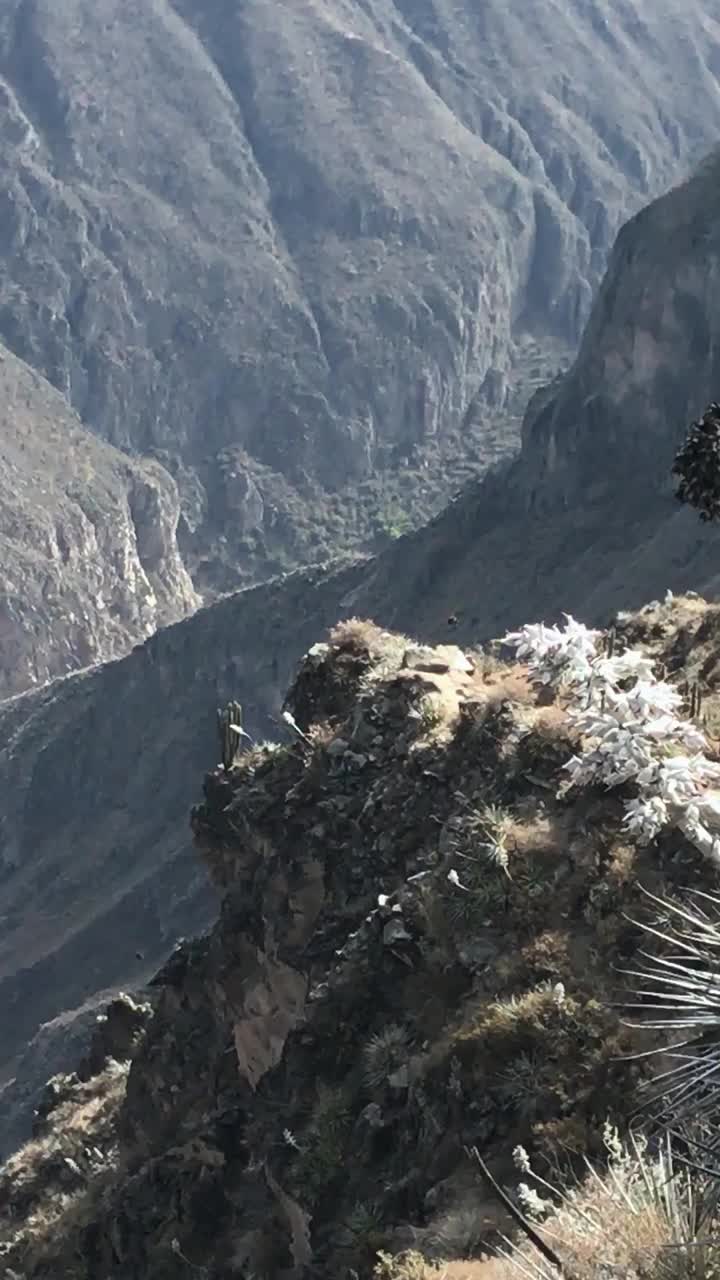 垂直视频-年轻的安第斯秃鹫飞过科尔卡峡谷在秘鲁