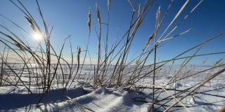 在晴朗的阳光下，干枯的草在白雪覆盖的田野上随风摇曳，长长的影子从雪秆上飘下来，一个荒凉的地方，无边无际的空间，清澈的蓝天