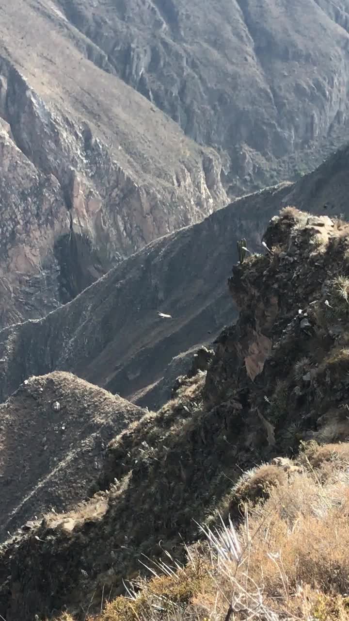 垂直视频-在秘鲁科尔卡峡谷的视点发现小秃鹰