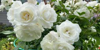 花园里的一丛白玫瑰，枝头上长着一大簇花蕾。整个灌木丛都开花了