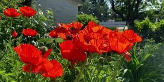 在一个阳光明媚的日子里，花坛上大朵的红色罂粟花